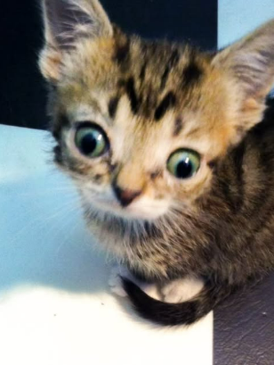 Baby BUB