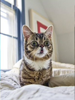 BUB at home