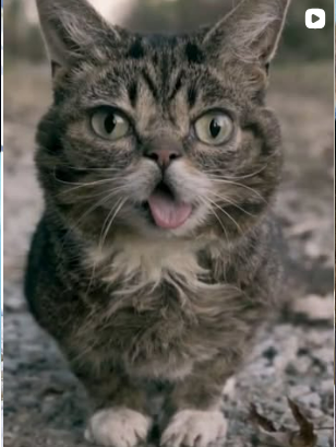 Lil BUB outdoors