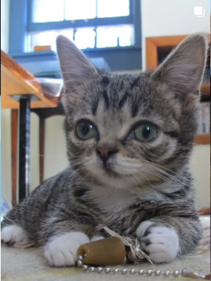 BUB the kitten