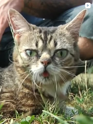Lil BUB in the grass
