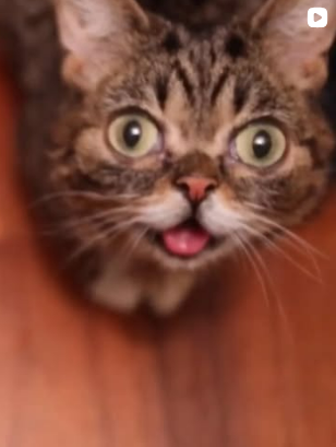 Lil BUB close up